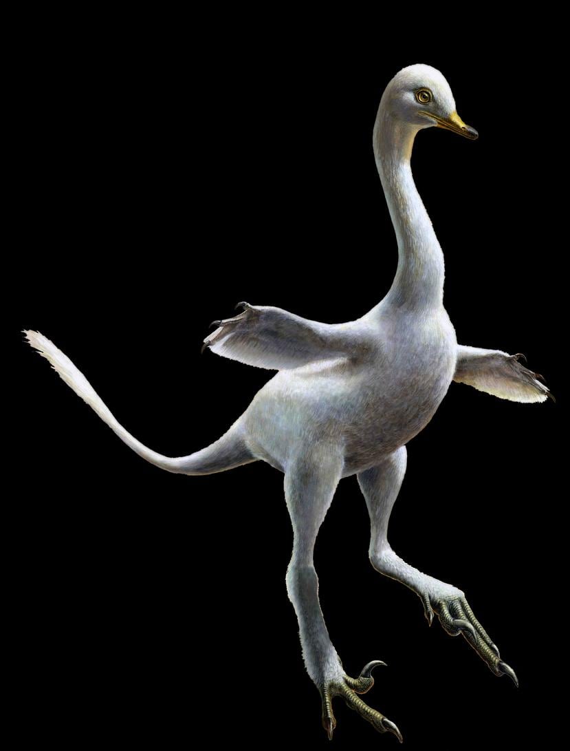 Dibujo proporcionado por Lukas Panzarin, con Andrea Cau para supervisión científica, muestra al dinosaurio Halszkaraptor escuilliei (AP).