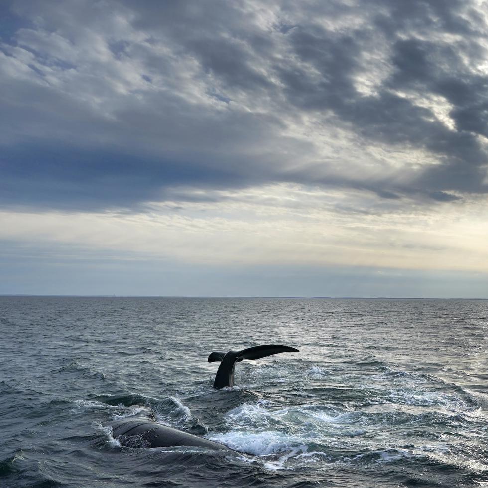 Un par de ballenas francas del Atlántico Norte en la superficie de la Bahía de Cape Cod, el lunes 27 de marzo de 2023, en Massachusetts. (AP Foto/Robert F. Bukaty, NOAA permit # 21371)
