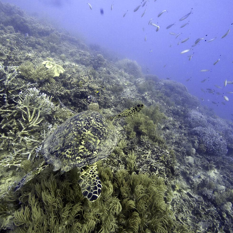 Los miembros de Naciones Unidas acordaron por primera vez un tratado unificado el sábado 4 de marzo de 2023 para proteger la biodiversidad en alta mar, que supone casi la mitad de la superficie del planeta.
