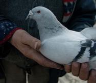 En Bélgica existe gran afición por la colombofilia y además de carreras se celebran importantes subastas de palomas mensajeras.