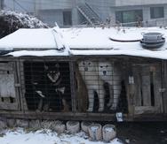 Unos perros en jaulas en un criadero de Siheung, Corea del Sur.