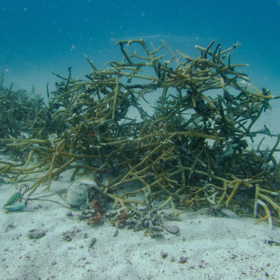 El huracán Fiona afectó los ecosistemas marinos arrancando y partiendo fragmentos de los corales, tras los fuertes oleajes y gran cantidad de precipitación.