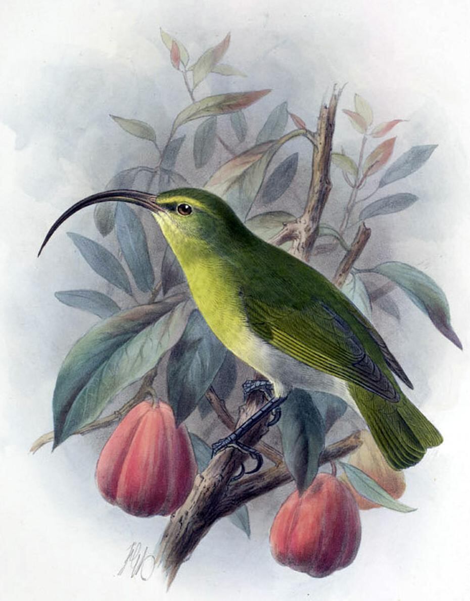 Otra especie de pájaro mielero, el O'ahu 'akialoa se encontraba en la isla de O'ahu en Hawai y fue visto por última vez en