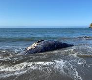 Esta foto del 8 de abril del 2021 muestra a una ballena hembra adulta muerta en Muir Beach, en la Bahia de San Francisco.