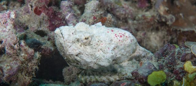 Avistamiento reciente de pez piedra en El Escambrón reaviva llamado de precaución con la especie 