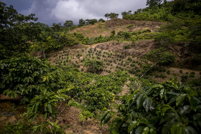Ignacio Pintado García sostuvo que el café que produce podría tener otros mercados fuera de Puerto Rico en el futuro, pero los puertorriqueños consumen 250,000 quintales de café y se produce 30,000 a 40,000 quintales. "No estamos produciendo ni siquiera el 20% de lo que consumimos", añadió Pintado García.
