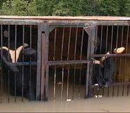 Uno de los osos del zoológico Isla Verde en Ussuriysk se ahogó al desbordarse el domingo un río debido a un aluvión que causó el tifón Goni.
