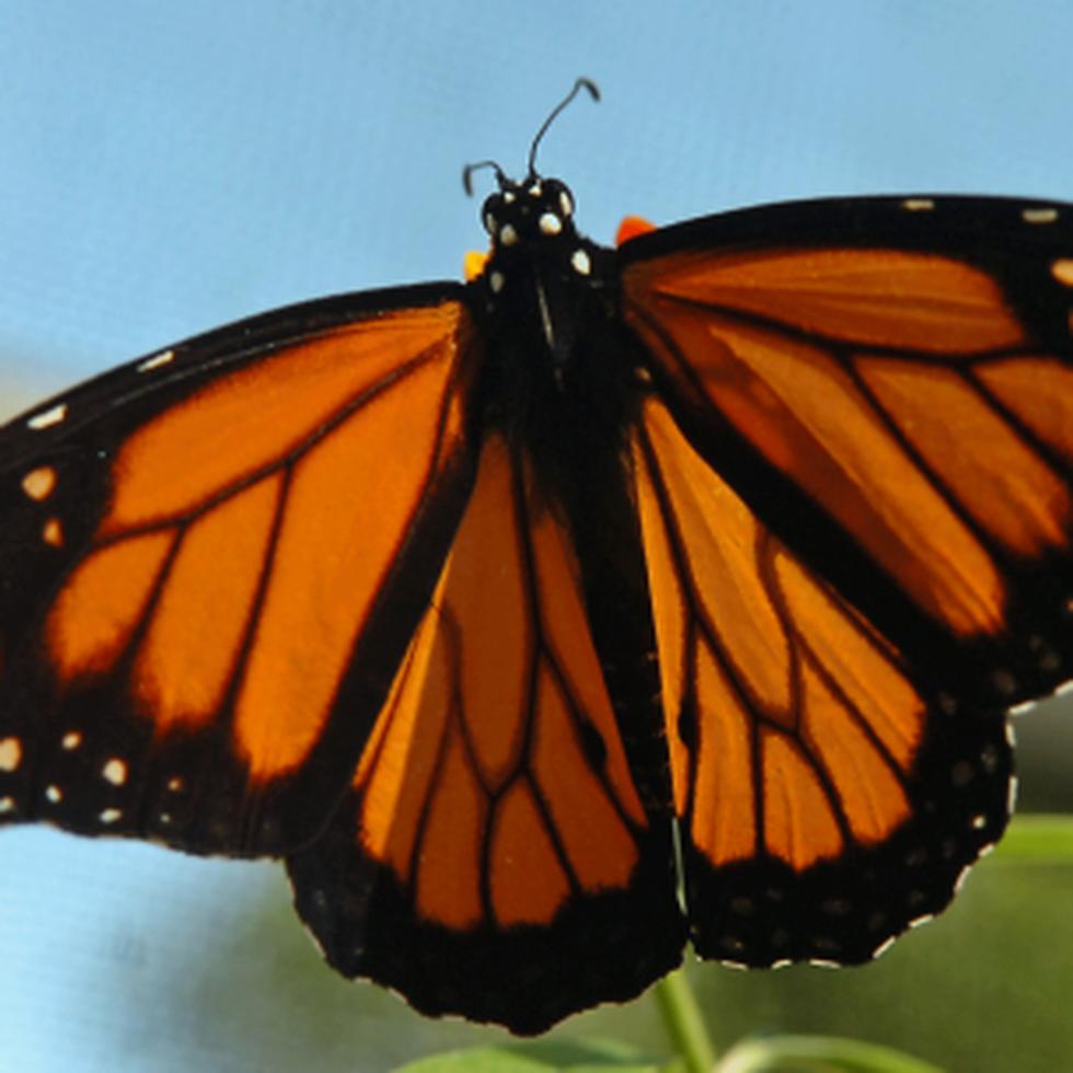 Este año, los presidentes de Estados Unidos y México, y el primer ministro canadiense accedieron a colaborar para salvar las mariposas monarca. (Archivo)
