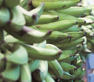 A partir de julio otras 500 cuerdas estarán disponibles para la siembra de plátano. (GFR Media)