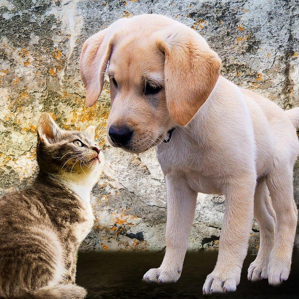 Expertos en nutrición animal explican que el impacto de estas dietas es diferente en perros y gatos. (Pixabay)
