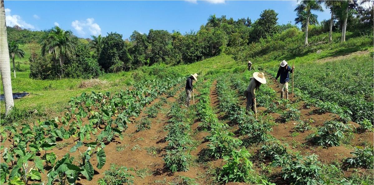 El Departamento de Agricultura subsidiará hasta el 50% del pago del salario de los trabajadores agrícolas.