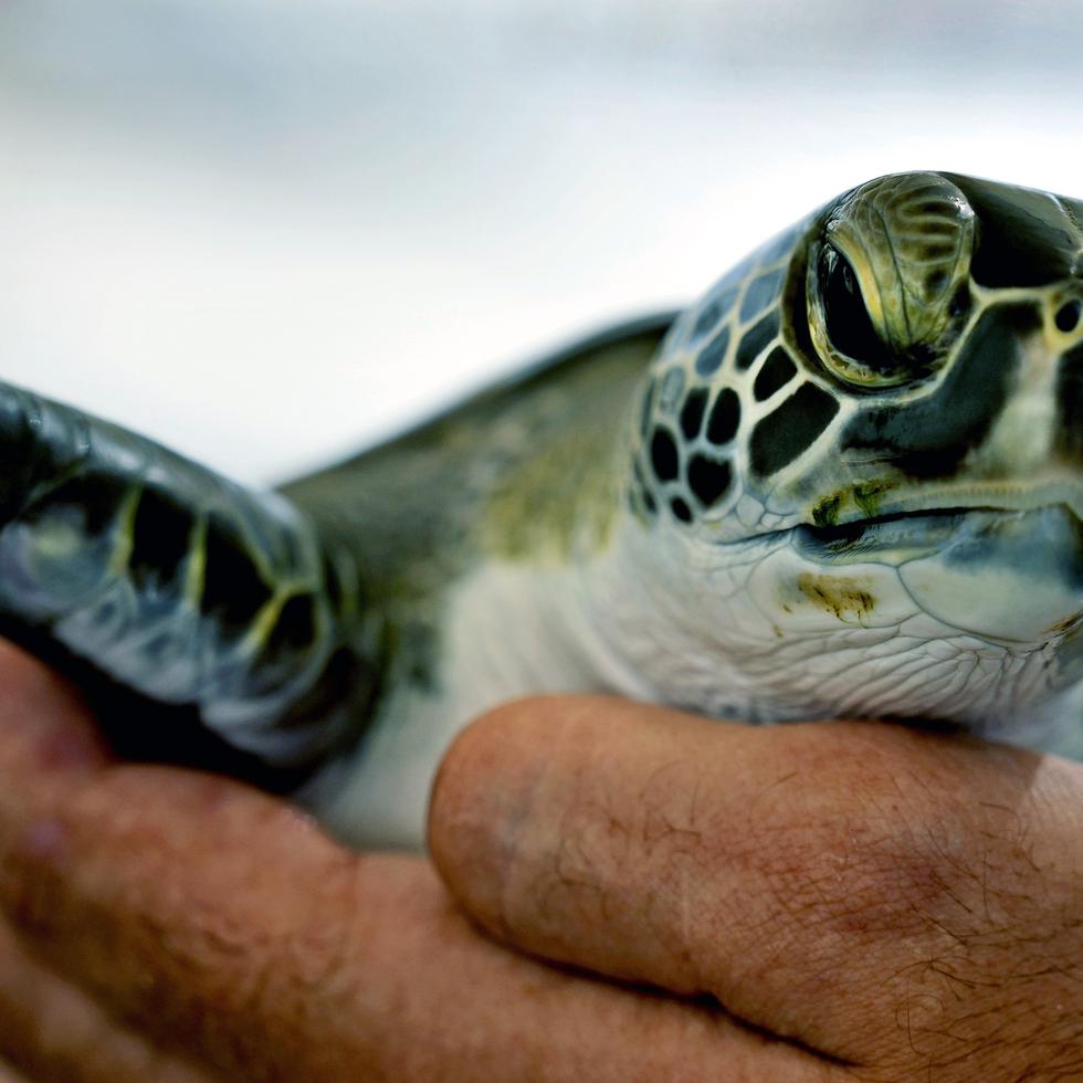 Un empleado sostiene una tortuga verde con una aleta amputada, tras ser rescatada de una masa de desechos en el mar, en la reserva de Khor Kalba en la costa oriental de los Emiratos Árabes Unidos, el 1 de febrero del 2022. Un impresionnate 75% de todas las tortugas verdes muertas y 57% de las caguamas en Sharjah habían comido escombros marinos, incluyendo bolsas plásticas, tapas de botellas y redes de pesca, dice un nuevo estudio del Marine Pollution Bulletin.  (AP Foto/Kamran Jebreili)