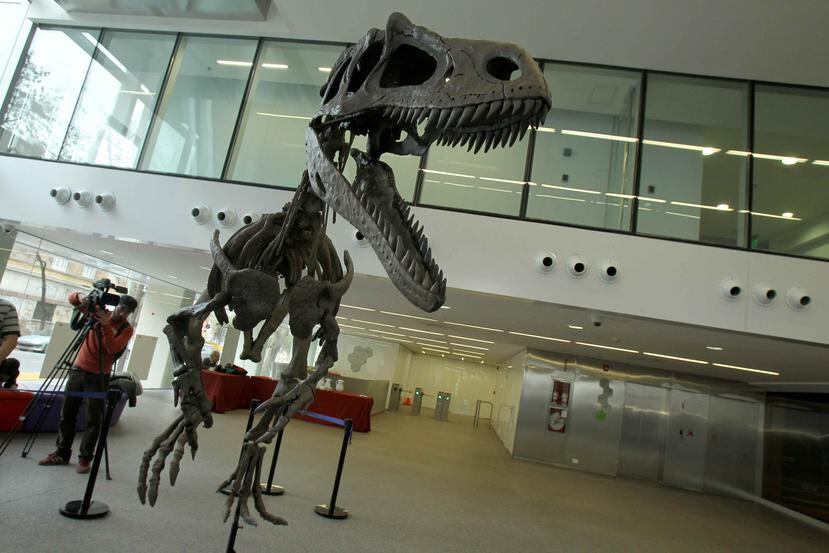 Este tipo de dinosaurio tenía una longitud promedio de 122 pies y casi 20 pies de altura hasta el hombro. (EFE / Alberto Ortiz)