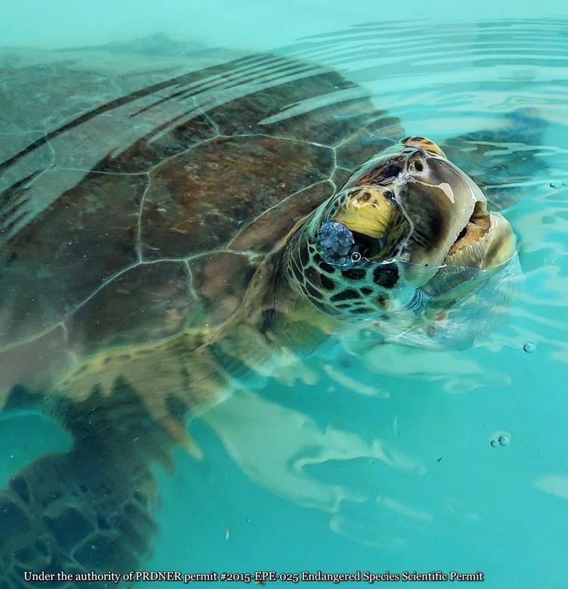 La tortuga verde es una especie protegida por su estado de peligro de extinción alrededor de todo el mundo. (Suministrada)