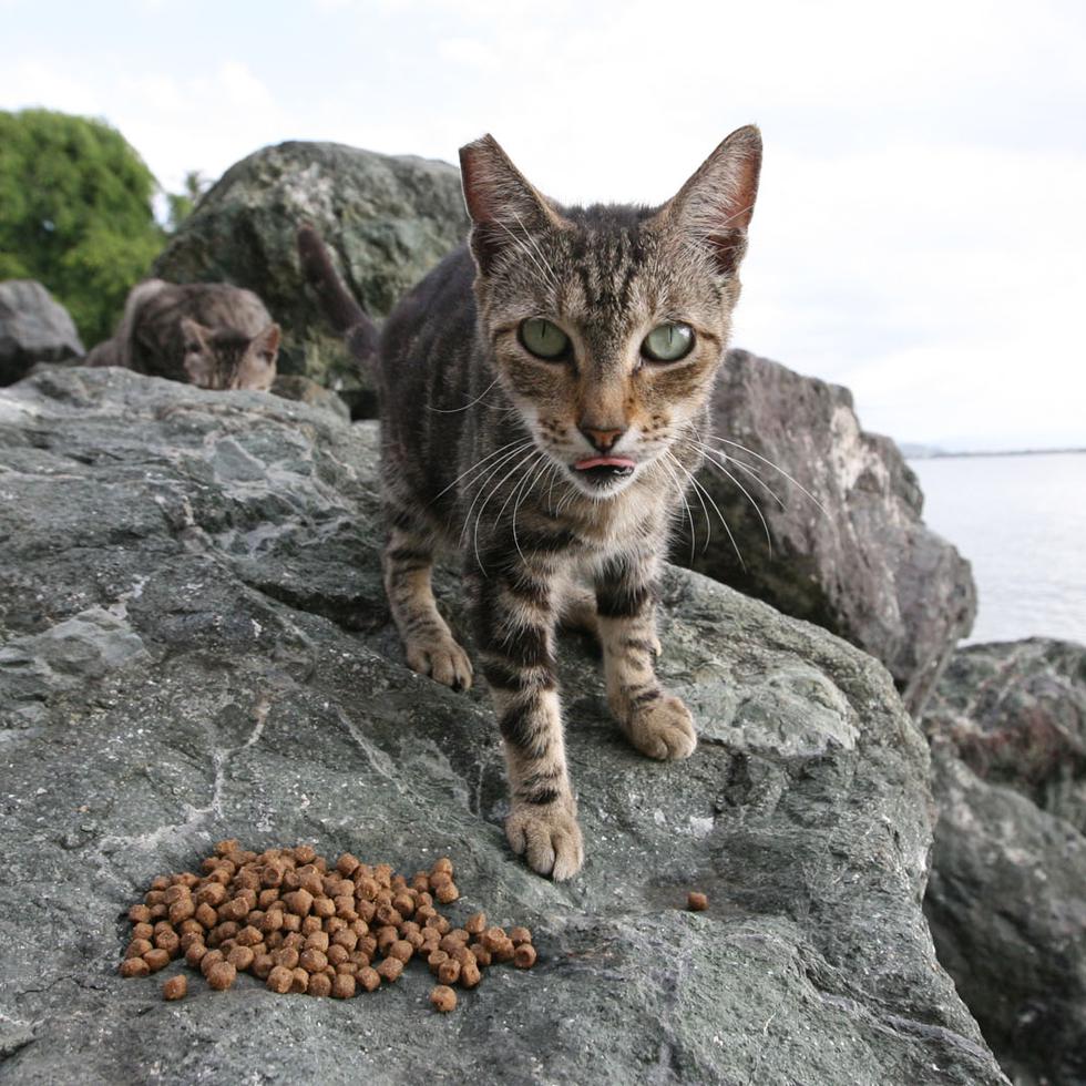 Una encuesta de 2021 identificó, al menos, 200 gatos en el Sitio Histórico Nacional de San Juan.