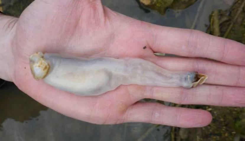 Este gusano, conocido como Lithoredo abatanica, fue encontrado en Filipinas a la orilla del río Abatan (YouTube/ Northeastern).