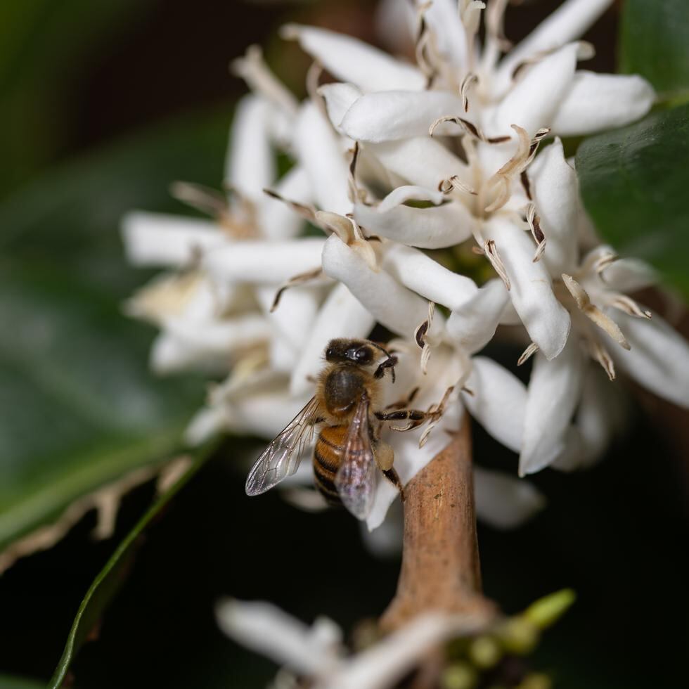 Las abejas son vitales para el proceso de polinización, especialmente de productos agrícolas.