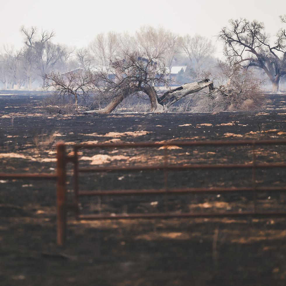 Un terreno fue consumido por las llamas el miércoles a causa del llamado "Smokehouse Creek Fire", en la localidad de Canadian, Texas.