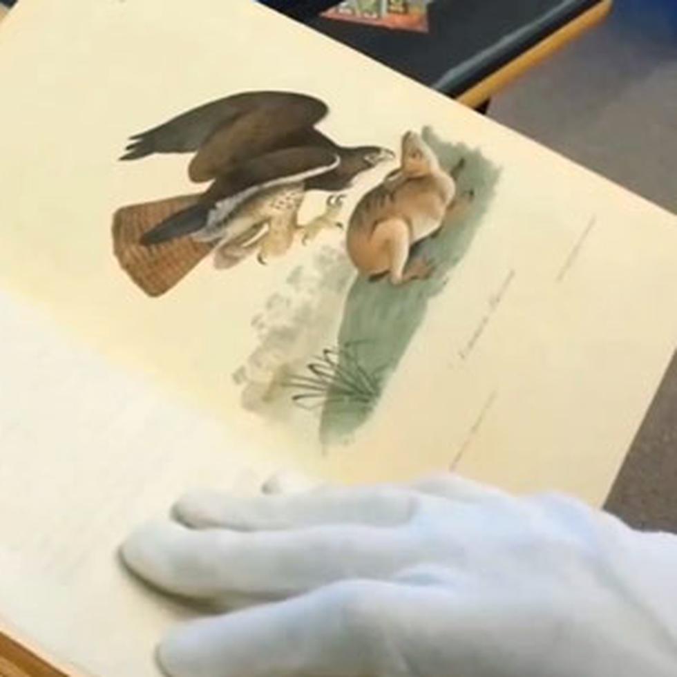 Libro "Birds of America" de John James Audubon. (YouTube)