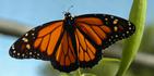 Este año, los presidentes de Estados Unidos y México, y el primer ministro canadiense accedieron a colaborar para salvar las mariposas monarca. (Archivo)