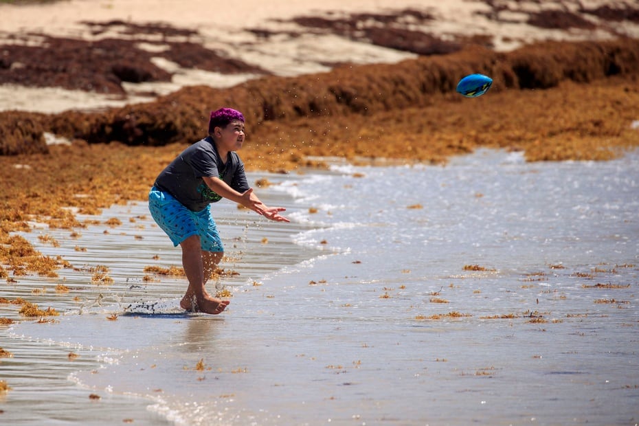 Un joven juega en la playa donde la arena está "poblada" de sargazo.