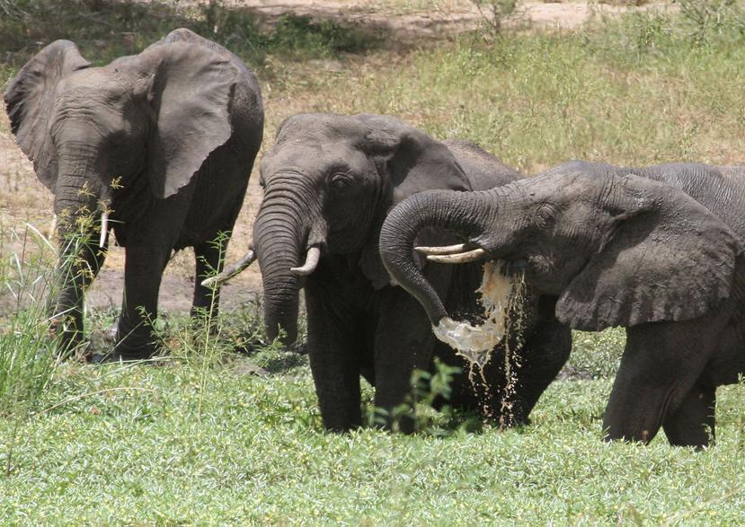 ** FILE ** Elephants at a watering hole in Tembe Elephant Park in the Northern KwaZulu Natal province in Jan 2007.  South Africa will allow the culling of elephants for the first time since 1994, said a government notice Monday, Feb, 25, 2008. (AP Photo/Denis Farrell)