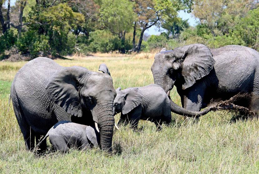 Fotografía de archivo que muestra a un grupo de elefantes en el delta Okavango en Botsuana. (EFE/ Gernot Hensel)