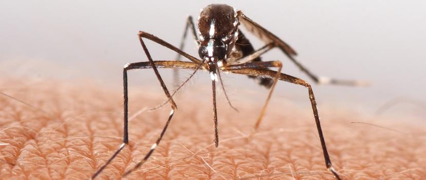Los mosquitos tienen agudizado sus sensores al sonido. (Shutterstock)