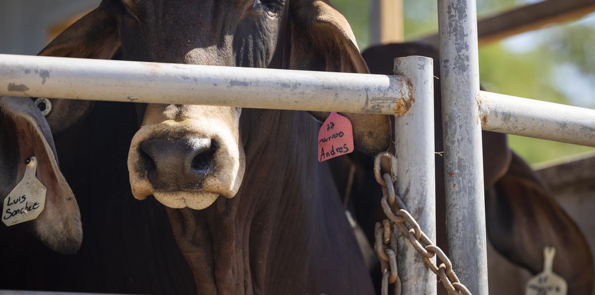 The Department of Agriculture's intention with Procarne Coop is to be able to make funds available to subsidize farmers to purchase embryos and increase beef cattle production.