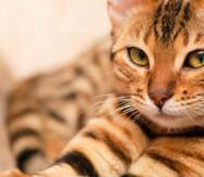 Los gatos domésticos necesitan tanto cuidado veterinario como los perros y pueden estar propensos a condiciones que hay que vigilar y cuidar. (Shutterstock)