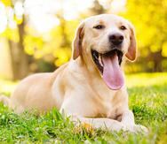 Beautiful labrador retriever dog in the park, sunny day