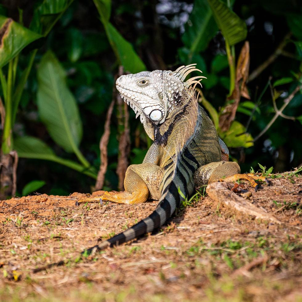 Las autoridades tailandesas detectaron un “creciente y rápido aumento de iguanas exóticas en las áreas naturales” de Tailandia, lo que provoca varios problemas de desequilibrios en el ecosistema y agricultura locales.