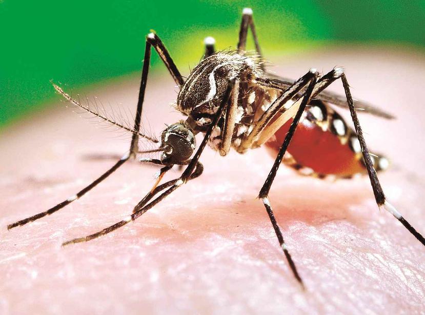 Mosquito Aedes aegypti. (Archivo)