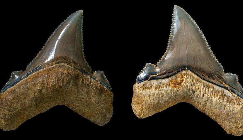 Estos dientes tienen una importancia internacional porque representan uno de tres conjuntos dentales de esta especie que existen en el mundo. (EFE)