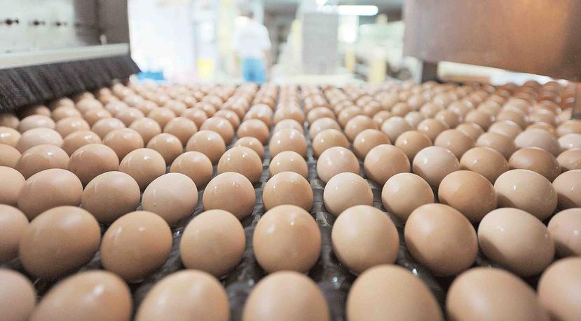 La empresa busca hacerle frente a la importación masiva de huevos. (GFR Media)
