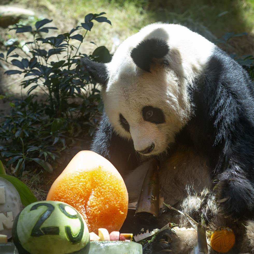 El panda gigante chino An An celebra su cumpleaños 29 en el Ocean Park de Hong Kong el 28 de julio de 2015.
