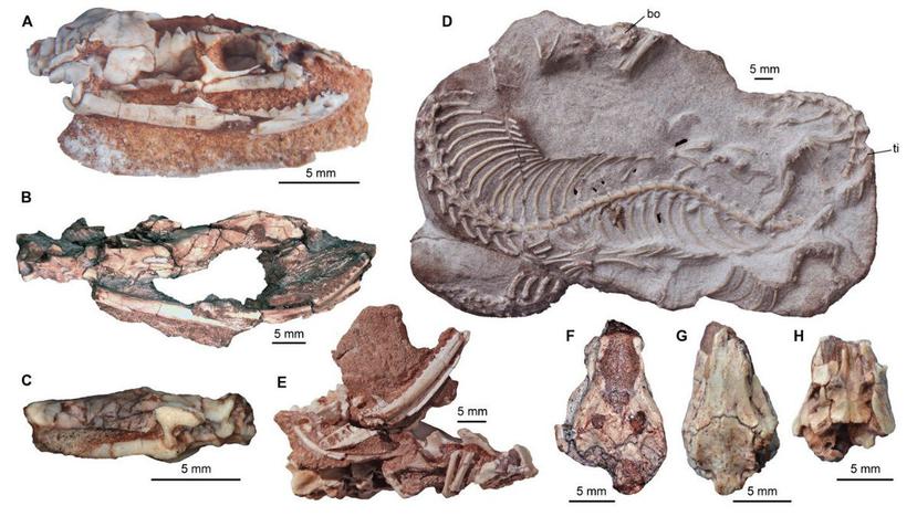 Imagen donde se aprecian los fósiles encontrados en el área paleontológica de La Buitrera, en el norte de la Patagona argentina (EFE).