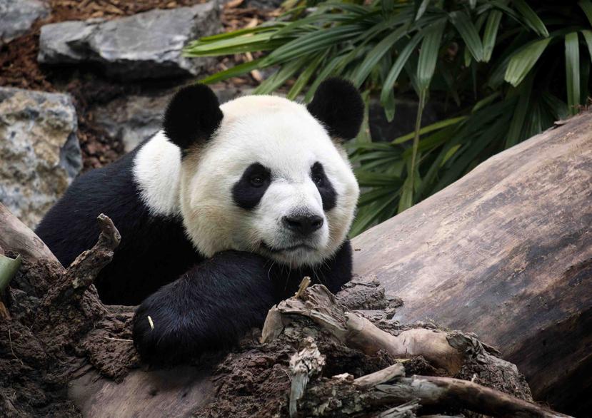 En esta foto del 7 de mayo del 2018 se ve a Da Mao, un panda macho adulto, en su recinto en el zoológico de Calgary, Canadá. (Archivo / AP)