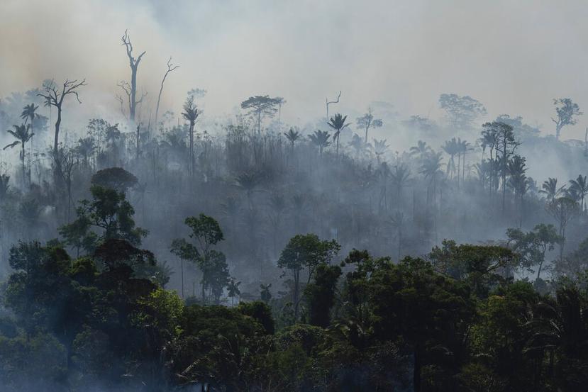 Los investigadores sospechan que los detenidos habría pagado a unos cincuenta hombres para derribar 20,000 hectáreas más de selva próximas a la propiedad. (AP)