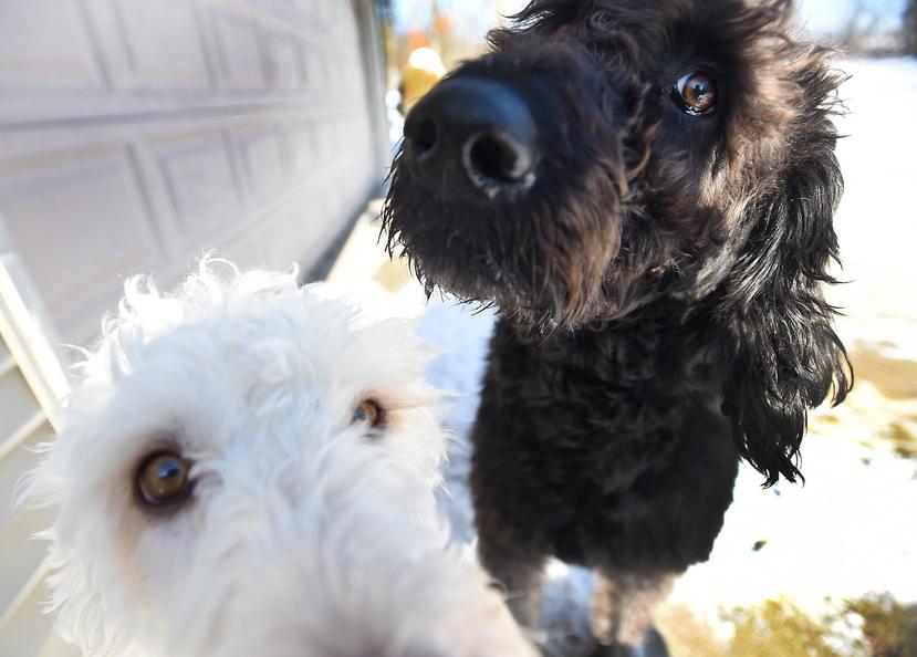 Los perros de raza labradoodle, Eva (izquierda) y Adam, en su casa ubicada cerca del municipio de Norvell, Michigan. (AP)