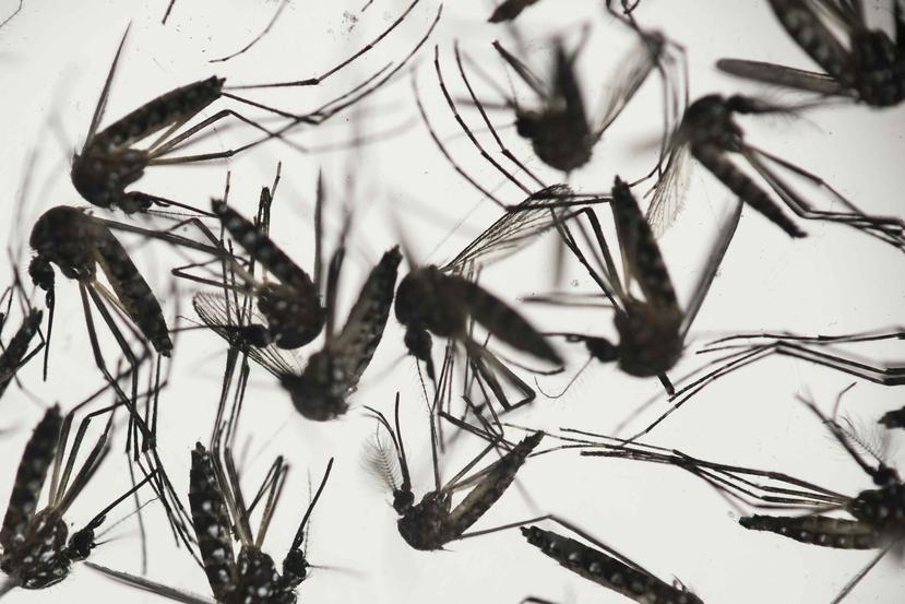 Se cree que una de cada cinco personas se contagiará en los próximos meses con el virus del zika, que es transmitido por el mosquito Aedes aegypti. (AP / Felipe Dana)