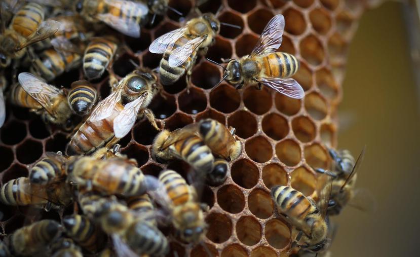 La apicultura es uno de los sectores beneficiados por la iniciativa. (GFR Media)
