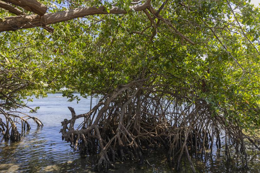 Los manglares están en riesgo de desaparecer debido al aumento en el desarrollo de ciclones de gran magnitud y ante el impacto de actividades humanas