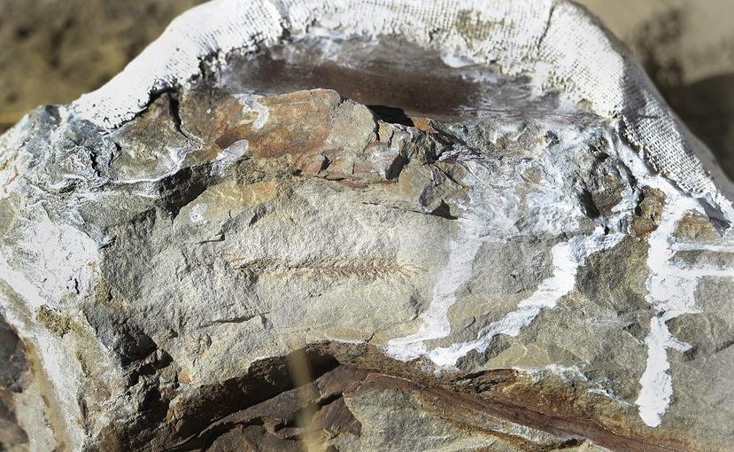 Los fósiles fueron hallados entre muestras de rocas del Cretácico, procedentes de la costa de Dorset. (AP)