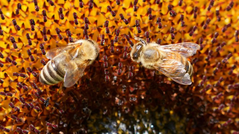 El abuso de pesticidas, la deforestación y la falta de flores contribuyen a la desaparición de las abejas (EFE).