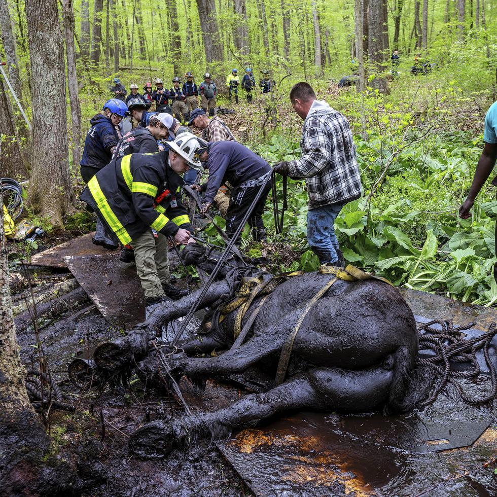 Los bomberos que respondieron a la llamada el sábado en la tarde hallaron a los caballos inclinados hacia un lado con las patas enterradas en el lodo.