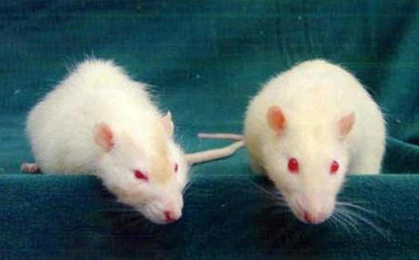 En una prueba, los vapores de dióxido de carbono asfixiaron los roedores. (Archivo)