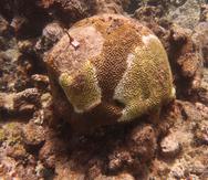 Coral afectadod por la llamada enfermedad de la pérdida de tejido de los corales, en inglés conocida como “stony coral tissue loss disease” o SCTLD