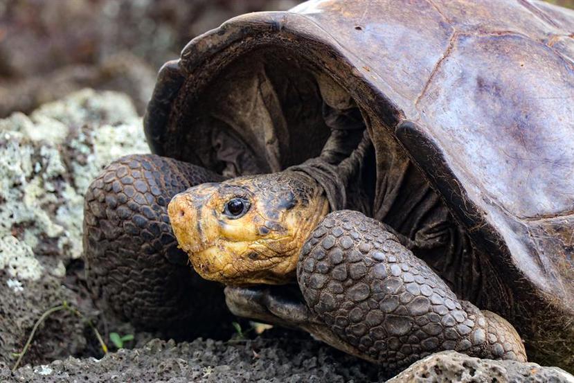 Una tortuga de Galápagos.