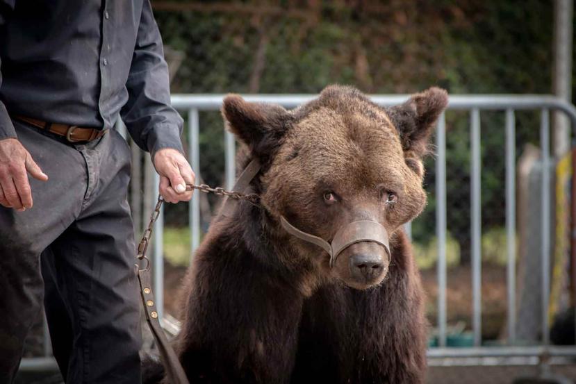 El grupo de protección de animales AVES Francia circuló la imagen del oso Mischa en grave estado de salud. (AVES Francia)